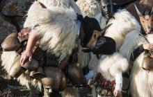 Sos Merdules Bezzos, maschera tradizionale di Ottana